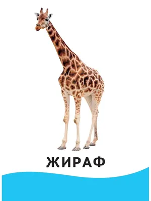 Пазлы для малышей Raduga Kids Картинки половинки Животные купить по цене  619 ₽ в интернет-магазине Детский мир