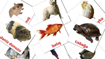 Язык животных в разных странах