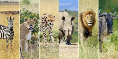 Картинки-половинки Животные Африки - купить по выгодной цене | Среда  Развития