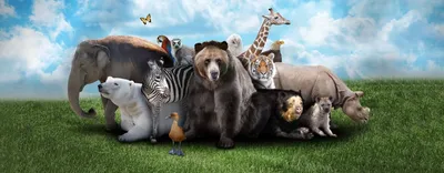 Животные на одной картинке фотографии