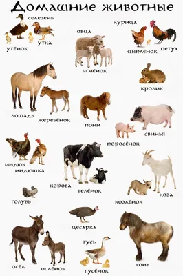 Животные названия и картинки