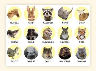 Как животные получили свои названия? | Мир вокруг нас | Дзен