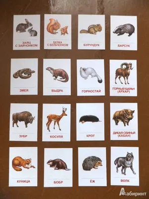 Животные – виды, список, названия, описание, где обитают, фото | Mr.Tigr |  Дзен