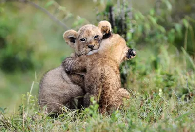 Любовь повсюду: фото милых животных, которые любят обниматься