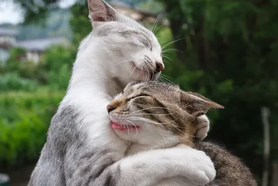 Котики обнимаются | Кошачьи, Животные