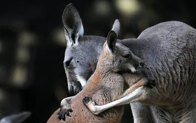 Любовь, радостные животные обнимаются…» — создано в Шедевруме