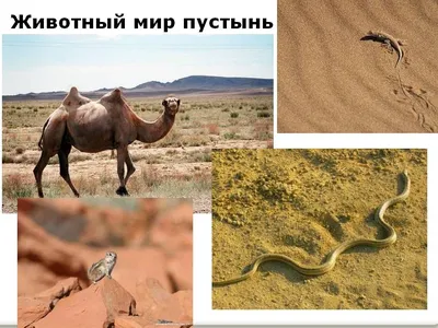 Животные пустыни | Кинозоопарк - 8(916)7021108