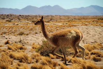 Животные пустыни Сахара | Природа дикая и не очень | Дзен