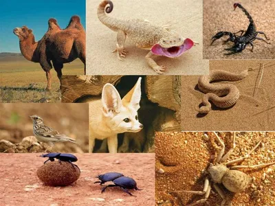 Набор Животные пустыни