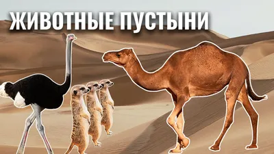 Животные пустыни.. Блоки