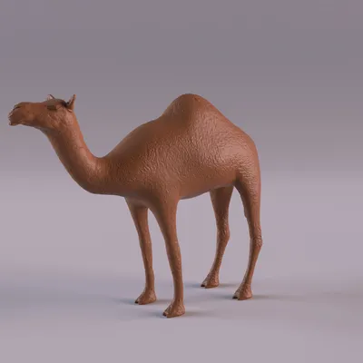 Животные пустыни видео для детей о диких животных Карточки Домана  Монтессори - YouTube