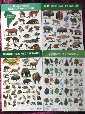 Knigi-janzen.de - Животные России. Определитель. | Гордеева Е.А. |  978-5-17-118880-1 | Купить русские книги в интернет-магазине.