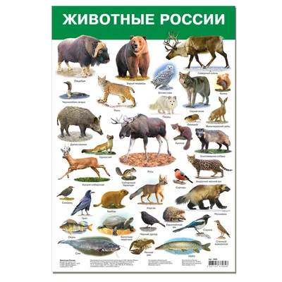 Отзыв о Плакат \"Животные России\" - Дрофа-Медиа | Дешевые развивашки!