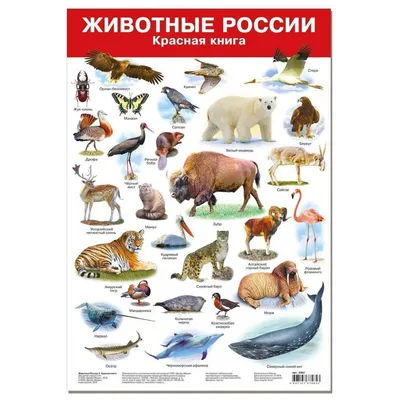 Дрофа Плакат Животные России-2 Красная книга - Акушерство.Ru