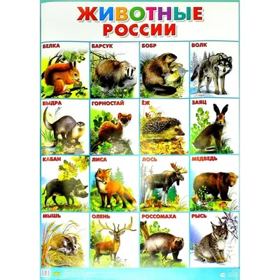 Карточки развивающие РУЗ Ко Дикие животные России Интересные факты купить  по цене 275 ₽ в интернет-магазине Детский мир