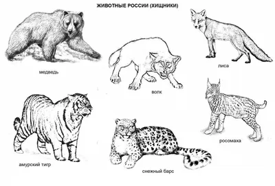 Самые опасные животные России, Украины и Белоруссии | Пикабу