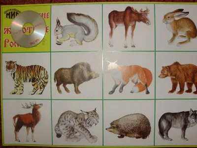 Иллюстрация 28 из 29 для Обучающие карточки. Животные России | Лабиринт -  игрушки. Источник: ВикторияХ
