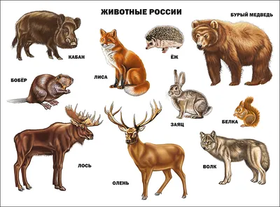 10 Необычных животных занесеных в красную книгу в России | В гостях у  животных | Дзен