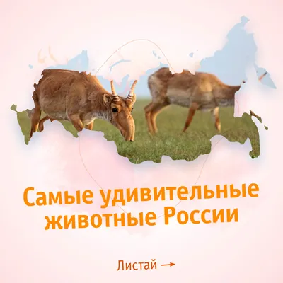 Плакат 07780-9 Животные России Проф-Пресс в Казани - купить в интернет  магазине УЕНЧЫК, выгодная цена, доставка по России