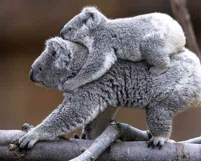 Скачать обои ветка, животные, детеныш, коала, branch разрешение 1280x1024  #139237