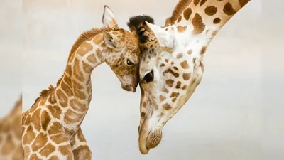 Фото: Милые фото животных с детенышами: трогательные кадры мира дикой  природы, фотографии, картинки, изображения, - Joinfo.com