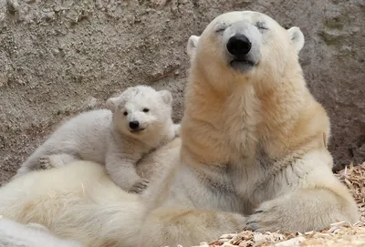 Новосибирский зоопарк ко Дню матери показал фото животных с детенышами ⋆  НИА \"Экология\" ⋆