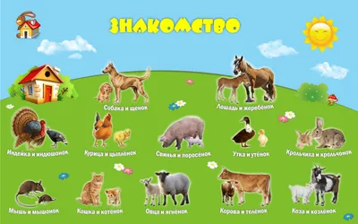 Домашние животные и их детеныши! Развивающие мультики для детей! - YouTube