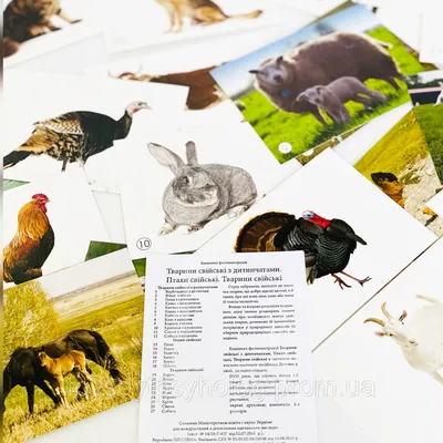 Книга \"Детеныши животных\" Энн МакРей - купить в Германии | BOOQUA.de