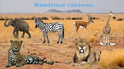 Животные саванны