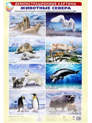 Демонстрационные картины А3. Животные Севера (8 плакатов) | Цветкова Т. В.  - купить с доставкой по выгодным ценам в интернет-магазине OZON (794700889)