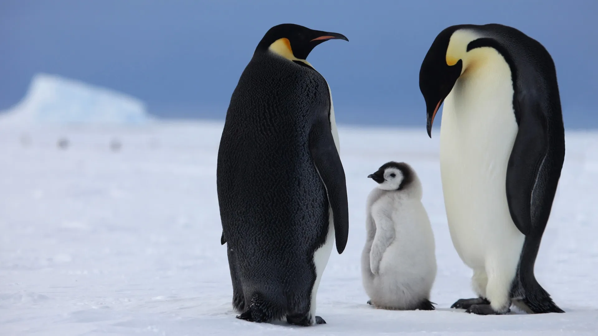 Обитатели полюсов. Императорский Пингвин в Антарктиде. Северный Ледовитый океан пингвины. Животные Северного Ледовитого океана пингвины. Пингвины в Антарктиде.