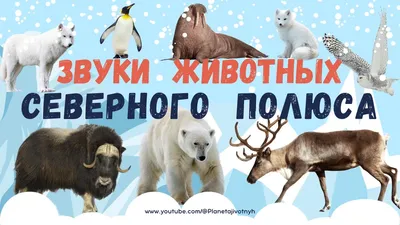 Картинки животные северного полюса » Прикольные картинки: скачать бесплатно  на рабочий стол