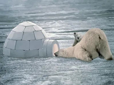 Картина северного полюса безшовная с дикими животными, эскимосами и Yurt  Иллюстрация вектора - изображение: 9028… | Иллюстрации, Искусство  эскимосов, Дикие животные