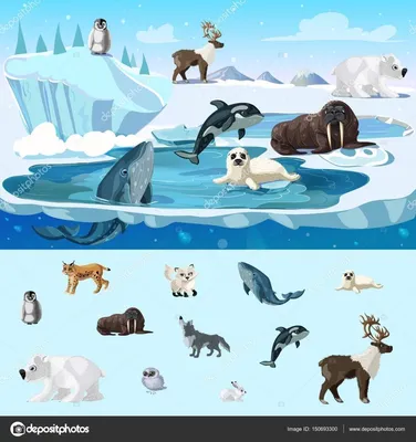 Набор фигурок \"Животные Северного полюса\" 9 штук Н246А-9 - купить с  доставкой по выгодным ценам в интернет-магазине OZON (319864435)