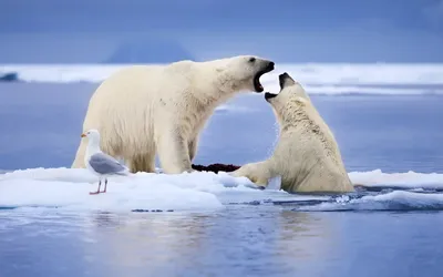 Животные Северного Полюса Векторное изображение ©focus_bell@hotmail.co.th  273749566