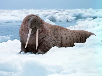 Животные Южного полюса - 45 фото