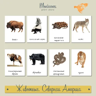Животные Северной Америки - карточки Монтессори купить и скачать