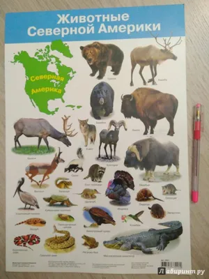 Флора и фауна Северной Америки составляют карту, плоские элементы Животные,  птицы Иллюстрация вектора - иллюстрации насчитывающей черный, морск:  103989972
