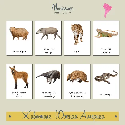 Иллюстрация 5 из 5 для Дидактические карточки \"Животные Северной Америки\" |  Лабиринт - игрушки. Источник: Мажарцева Светлана
