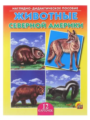 Литур Плакат. Животные Северной Америки (55 х 77 см) в интернет-магазине  Указка.Ру