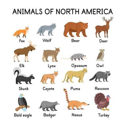 Животные северной америки лиса, волк, медведь, олень, лось, скунс, рысь,  опоссум, сова, койот, пума, енот, белоголовый орлан, барсук, индейка,  насуа, на белом фоне | Премиум векторы