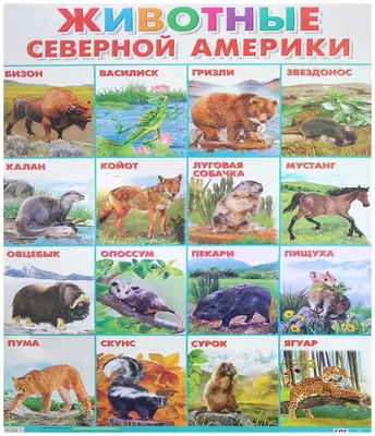Животные Северной Америки. Плакат\" — купить в интернет-магазине по низкой  цене на Яндекс Маркете