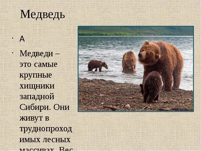 Доисторические животные Сибири - Сибирские богатства