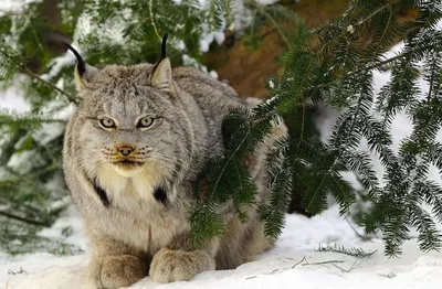 Дикие Сибирские кошки | сибирь удивительная | Дзен