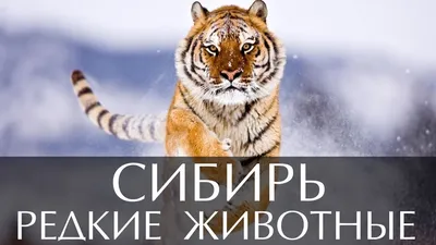 Петиция. Спасите животных Сибири | Пикабу
