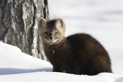 Исчезающие виды сибирских животных – Это Сибирь!