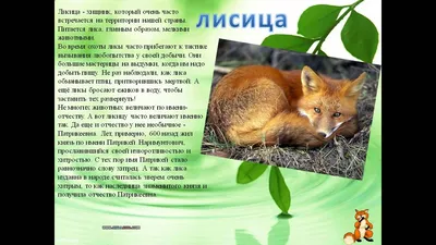 РГО объявляет конкурс \"Редкие животные в моём регионе\" - Новости РГО