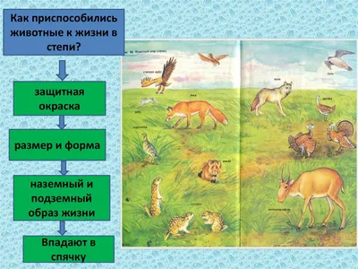 Купить Набор карточек. Растения и животные степей и пустынь (7124483) в  Крыму, цены, отзывы, характеристики | Микролайн