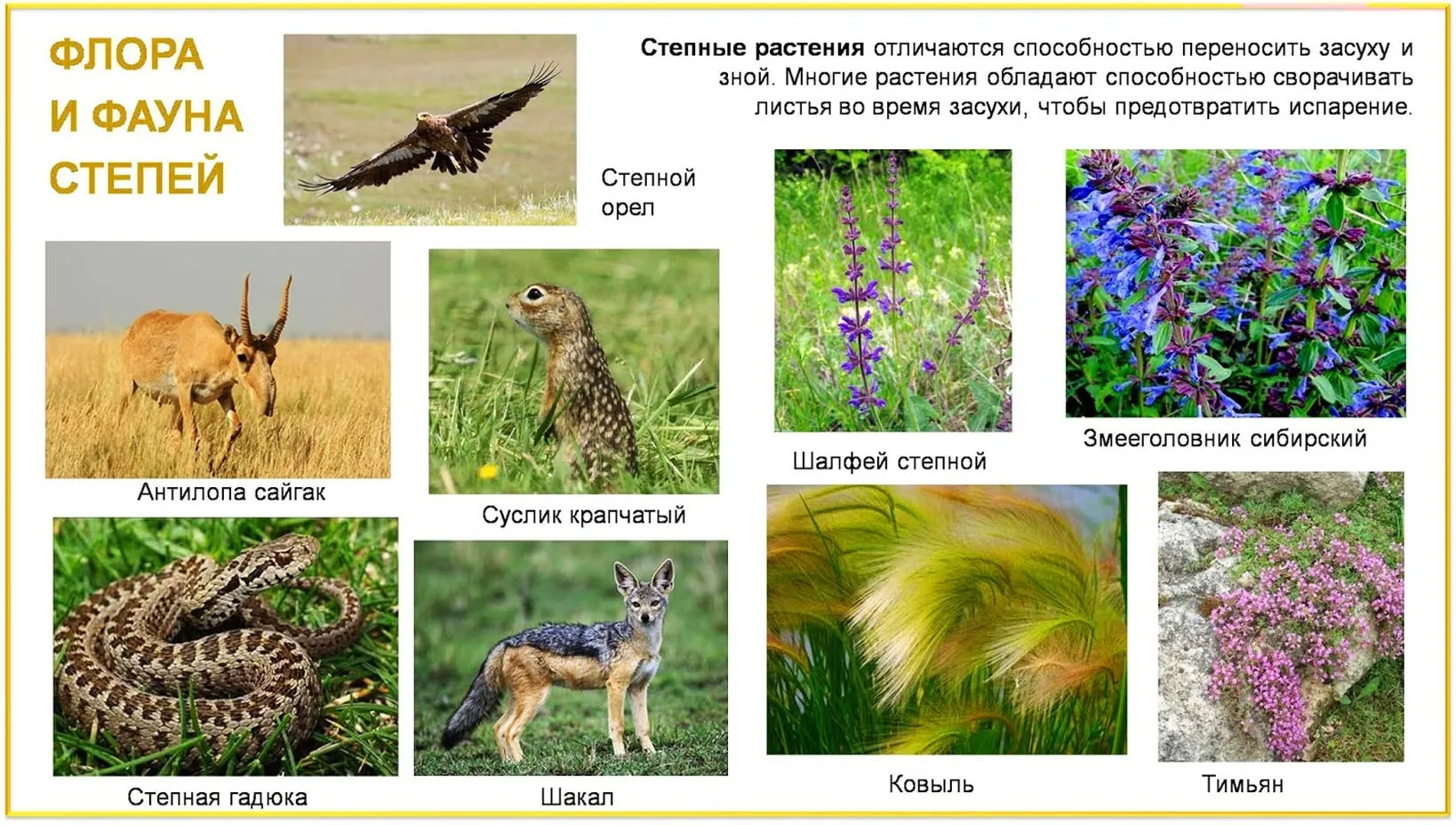 Какие растения характерны для степей россии. Зоны лесостепей и степей растительность. Зона степей и лесостепей животные и растения.