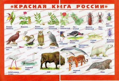 Животные степей россии рисунки - 95 фото